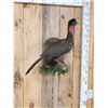 Image 3 : Crested Guan Full Body Bird Taxidermy