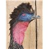 Image 4 : Crested Guan Full Body Bird Taxidermy