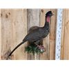 Image 5 : Crested Guan Full Body Bird Taxidermy