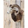 Image 2 : Mouflon Cross Ram Sheep Shoulder Mount Taxidermy