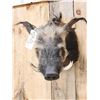 Image 2 : African Bush Pig Shoulder Mount Taxidermy