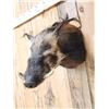 Image 3 : African Bush Pig Shoulder Mount Taxidermy