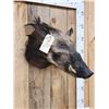 Image 4 : African Bush Pig Shoulder Mount Taxidermy