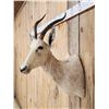 Image 3 : African Roan Blesbok Shoulder Mount Taxidermy