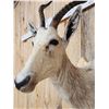 Image 4 : African Roan Blesbok Shoulder Mount Taxidermy