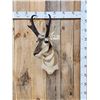 Image 1 : Pronghorn Antelope Shoulder Mount Taxidermy