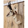 Image 2 : Pronghorn Antelope Shoulder Mount Taxidermy