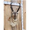 Image 3 : Pronghorn Antelope Shoulder Mount Taxidermy