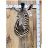 Image 1 : Awesome Zebra Shoulder Mount Taxidermy