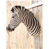 Image 3 : Awesome Zebra Shoulder Mount Taxidermy