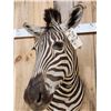 Image 6 : Awesome Zebra Shoulder Mount Taxidermy