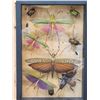 Image 1 : Frame Of 10 Exotic Insects Taxidermy