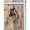 Image 1 : Gorgeous Himalayan Tahr Shoulder Mount Taxidermy