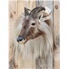 Image 2 : Gorgeous Himalayan Tahr Shoulder Mount Taxidermy