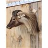 Image 3 : Gorgeous Himalayan Tahr Shoulder Mount Taxidermy