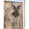 Image 4 : Gorgeous Himalayan Tahr Shoulder Mount Taxidermy