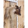 Image 5 : Gorgeous Himalayan Tahr Shoulder Mount Taxidermy