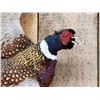 Image 2 : Ringneck Pheasant In Flight Bird Taxidermy