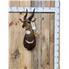 Image 1 : African Bush Buck Shoulder Mount Taxidermy