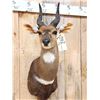 Image 2 : African Bush Buck Shoulder Mount Taxidermy