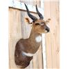Image 4 : African Bush Buck Shoulder Mount Taxidermy
