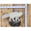 Image 1 : Arctic Fox Full Body Taxidermy Mount