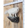 Image 2 : Arctic Fox Full Body Taxidermy Mount