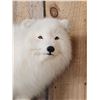 Image 3 : Arctic Fox Full Body Taxidermy Mount