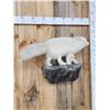 Image 4 : Arctic Fox Full Body Taxidermy Mount