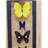 Image 2 : Frame Of 5 Beautiful Peruvian Butterflies Taxidermy