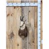 Image 1 : Alpine Chamois Shoulder Mount Taxidermy
