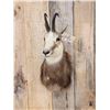 Image 2 : Alpine Chamois Shoulder Mount Taxidermy