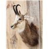 Image 3 : Alpine Chamois Shoulder Mount Taxidermy