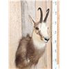 Image 4 : Alpine Chamois Shoulder Mount Taxidermy