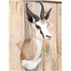 Image 2 : African Springbok Shoulder Mount Taxidermy