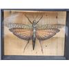 Image 2 : Giant Peruvian Grasshopper In Frame Taxidermy