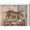 Image 1 : African Caracal Cat Full Body Taxidermy Mount