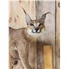 Image 2 : African Caracal Cat Full Body Taxidermy Mount