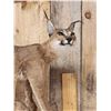 Image 3 : African Caracal Cat Full Body Taxidermy Mount