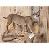 Image 4 : African Caracal Cat Full Body Taxidermy Mount