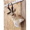 Image 2 : Pronghorn Antelope Shoulder Mount Taxidermy