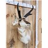 Image 3 : Pronghorn Antelope Shoulder Mount Taxidermy