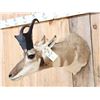 Image 2 : Pronghorn Antelope Shoulder Mount Taxidermy