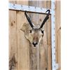 Image 3 : Pronghorn Antelope Shoulder Mount Taxidermy