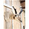 Image 4 : Pronghorn Antelope Shoulder Mount Taxidermy