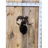 Image 1 : Mouflon Ram Sheep Shoulder Mount Taxidermy
