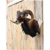 Image 2 : Mouflon Ram Sheep Shoulder Mount Taxidermy