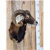 Image 3 : Mouflon Ram Sheep Shoulder Mount Taxidermy