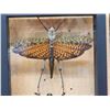 Image 2 : Giant Peruvian Grasshopper & Beetle In Glass Frame