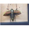 Image 3 : Giant Peruvian Grasshopper & Beetle In Glass Frame